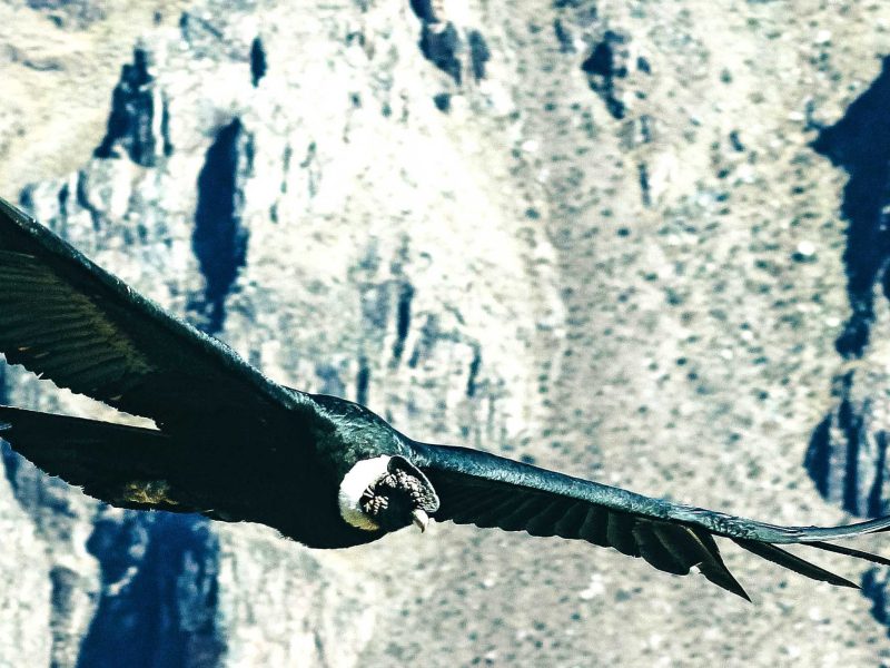 Colca Canyon – Full day