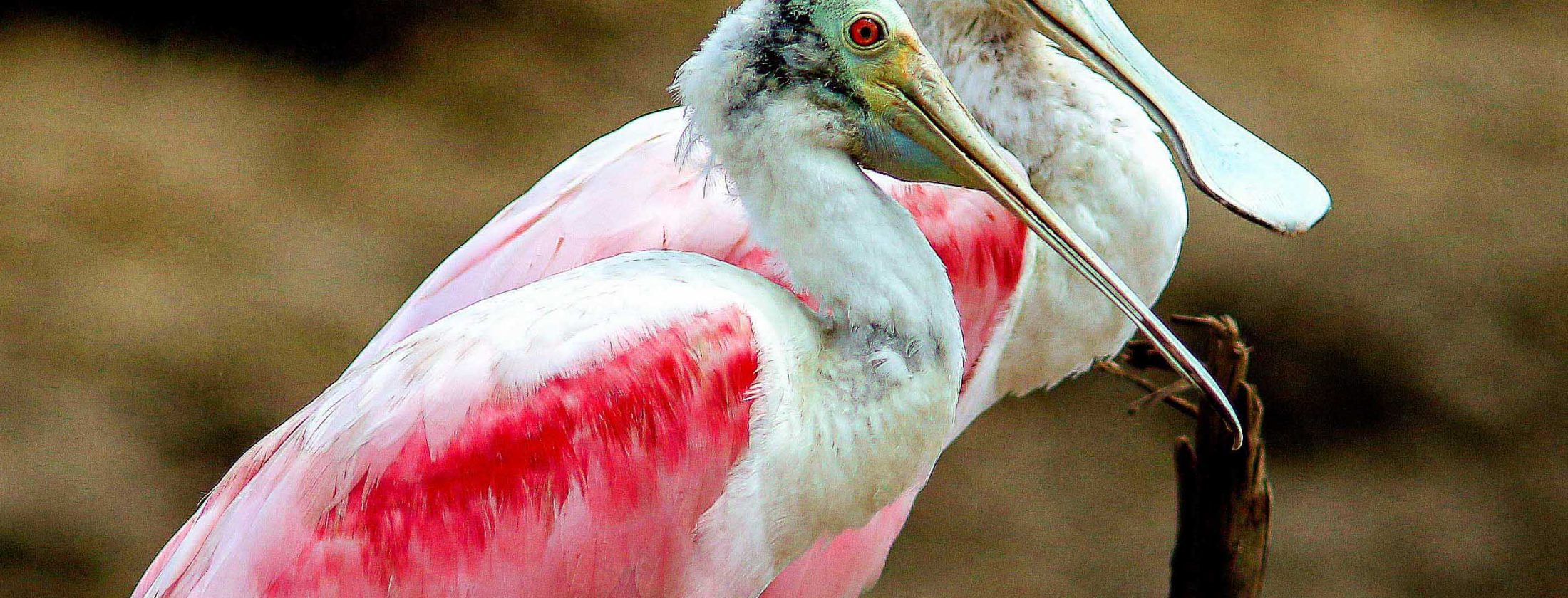 Iquitos amazon jungle – 4D/3N
