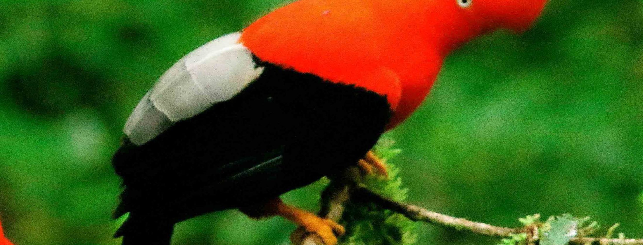 Puerto Maldonado – Tambopata – 6D/5N