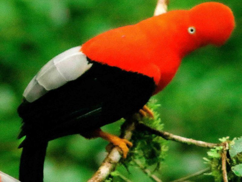 Puerto Maldonado – Tambopata – 6D/5N