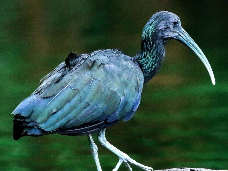Manu Jungle Tour – 5D/4N