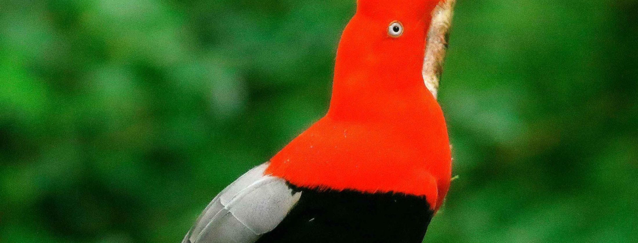 Puerto Maldonado – Tambopata – 3D/2N