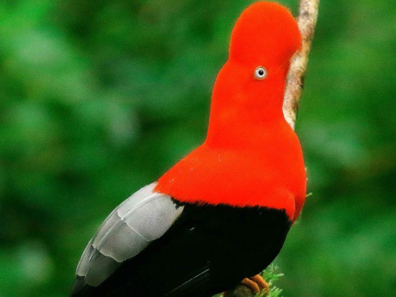 Puerto Maldonado – Tambopata – 3D/2N
