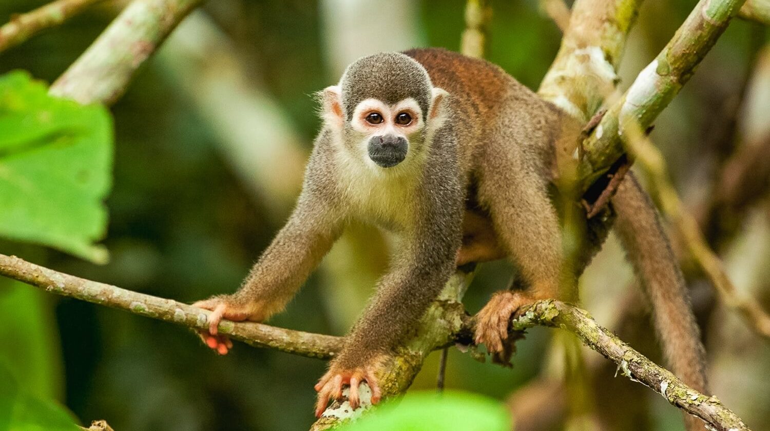 Manu National Park