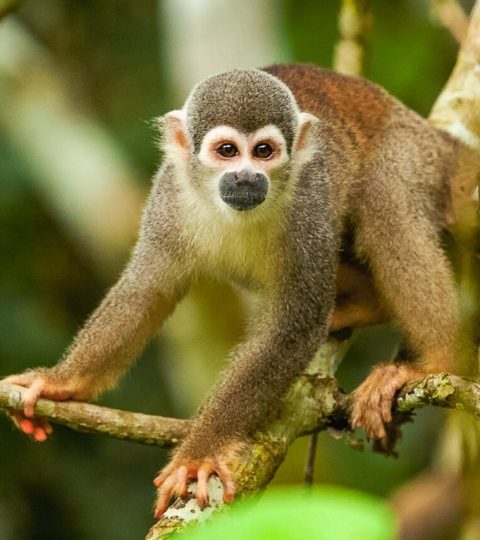 Manu National Park